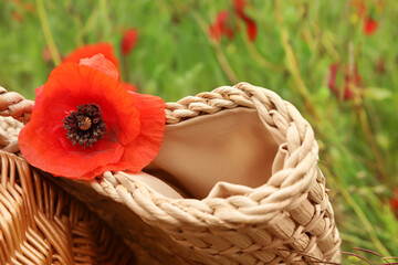 Fototapeta na wymiar Wicker basket with beautiful poppy flower in field, closeup