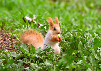 Squirrels in spring in Siberia. The squirrel stands in the thick grass for half a turn. Nature of the Novosibirsk region, Russia