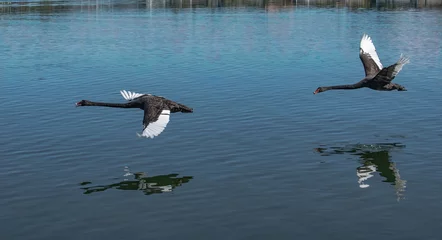 Fotobehang Competitive black swan in full flight chasing another black swan over blue lake © John