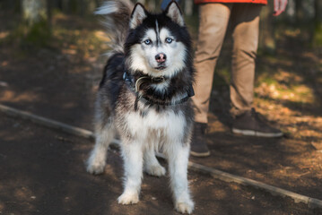 Beautiful Husky dog on leash closeup portrait in park or forest natural light