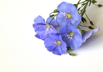 A bouquet of blue flowers. Perennial flax.