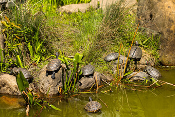 Many different sized turtles in various sunbathing positions on a brown rock in a swamp pond and green plants in the background.