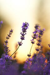 Fototapeta na wymiar Selective focus of beautiful aromatic violet gentle flowers blooming in countryside farmland. Scenic yellow summer sunset on background. Concept of nature beauty, aromatherapy.