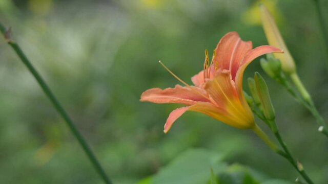 orange daylily in the windy garden