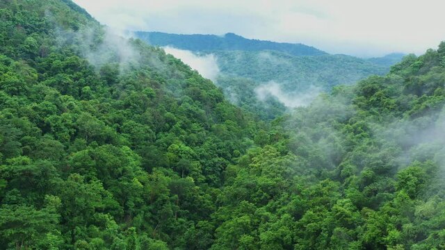 Aerial view of a rainforest in the lush green rain cloud cover tropical rain forest mountain during the rainy season in the northern Thailand.Doi phuka.