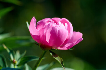 Photo of pink peon on blured background