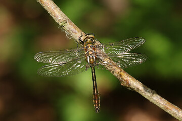 A stunning rare newly emerged Downy Emerald  Dragonfly, Cordulia aenea, perching on a twig at the side of a pond.