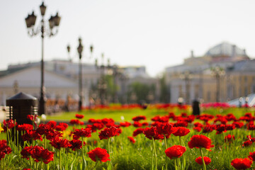 Red tulips on Manezhnaya Square in Moscow. Flower beds in the park in the city center. Manezhnaya Square in the spring.