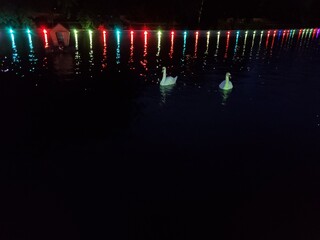 Couple of swans swim together in pond in darkness with colorful illumination and blurry reflection in water. Landscape of lake in park with illuminated water by spotlights glowing in night