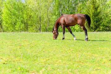 Naklejka na ściany i meble Magnificent graceful chestnut horse in meadow field.The horse eats the grass. Summer,spring sunny day.