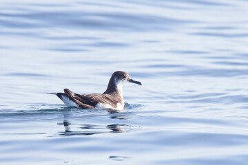 Manx Shearwater (Puffinus puffinus), swimming on the sea off Cornwall, UK.