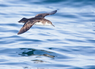 Manx Shearwater (Puffinus puffinus), in flight low over the sea off Cornwall, UK.