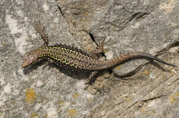 A beautiful Wall Lizard, Podarcis muralis, sunning itself on a stone wall.
