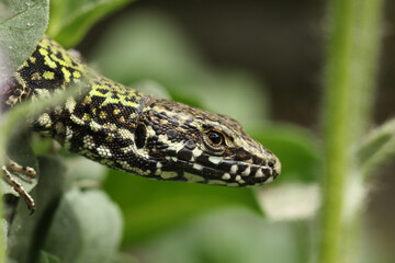 A Wall Lizard, Podarcis muralis, poking its head out of the vegetation. It is warming itself in the morning sunshine.