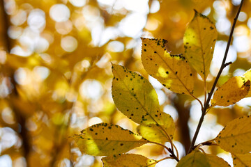 autumn landscape with bright colorful leaves. Indian summer. foliage