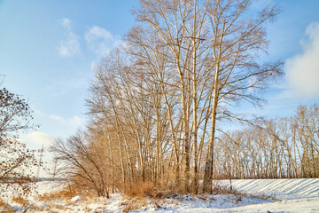 Winter landscape with birch tree and snow in a cold day or evening