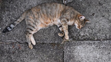 Tabby cat naps on ground. Cute fluffy cat sleeping with closed eyes. Top view of young pet animal with rough stone background