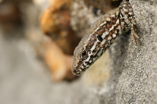 A beautiful Wall Lizard, Podarcis muralis, poking its head out of a stone wall.