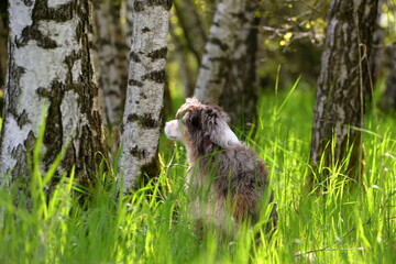 Im Birkenwald. Schöner Hund im Frühling zwischen Birken