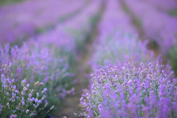 Long beautiful endless violet patches on lavender field, meadow in summer day. Bright purple flowers blooming in countryside farmland. Concept of nature beauty, aromathic flowers, agriculture.