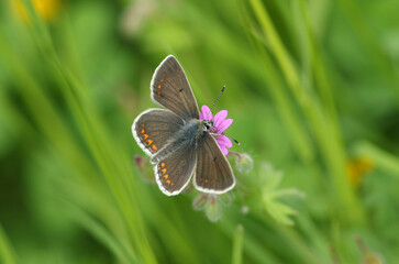 A pretty Brown Argus Butterfly, Aricia agestis, pollinating a wildflower in springtime in the UK.