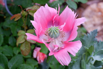 Obraz premium Mohnblüte im Garten 