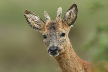 Naklejka na ściany i meble A head shot of a cute Stag Roe Deer, Capreolus capreolus, standing in a meadow.