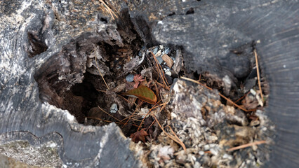 Closeup of a decayed hole in a tree trunk, with small twigs, leaves and stones scattered on the surface.