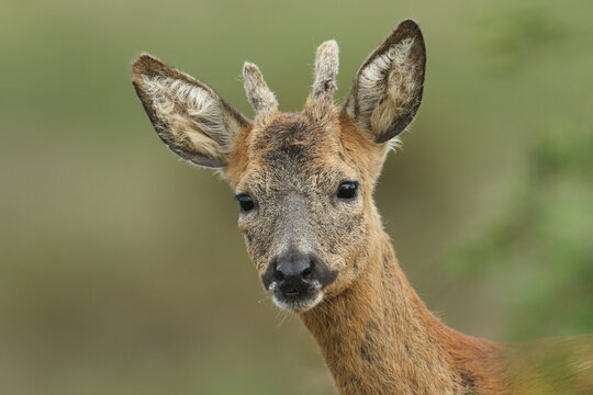 A head shot of a cute Stag Roe Deer, Capreolus capreolus, standing in a meadow.