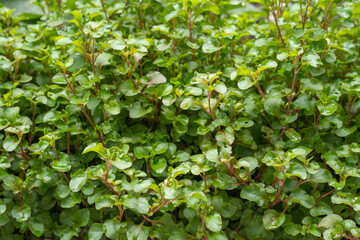growing watercress background.