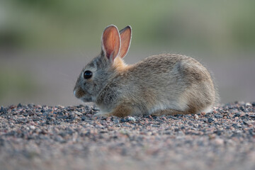 closeup of cute baby bunny in nature