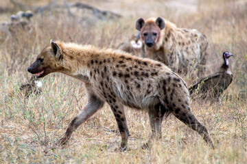 Obraz premium Spotted hyenas with vultures cleaning up a lions kill 
