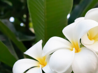Frangipani Flower or Plumeria flower best.