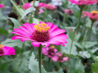 blurred picture of pink zinnia flowers and green leaves in the garden.
