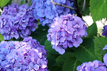 紫陽花 アジサイ あじさい 紫 パープル 綺麗 美しい 落ち着いた 花びら 梅雨 雨 鮮やか 6月 かわいい
