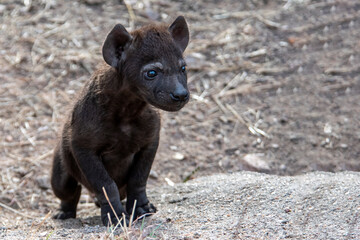 3 weeks old spotted hyena cub