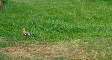 hoopoe bird on green grass in garden in Egypt