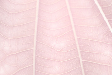 Line art pattern on pale pink dwarf white leaf texture macro photography