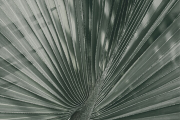 Close up of fan palm leaf textured background