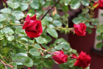 Red rose on the bush