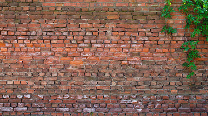 Old brick wall as background with branches and leaves on it
