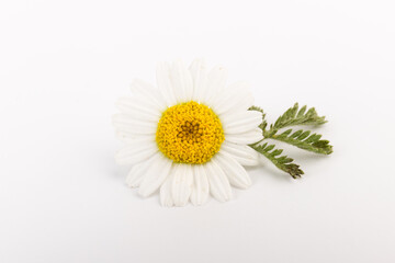 Fototapeta na wymiar chamomile or daisies with leaves isolated on white background. Top view. Flat lay