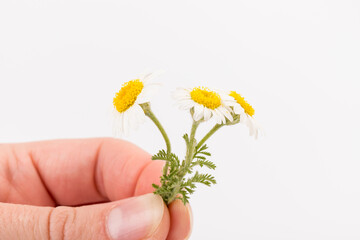 chamomile or daisies with leaves isolated on white background. Top view. Flat lay