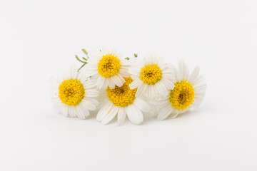 Obraz premium chamomile or daisies with leaves isolated on white background. Top view. Flat lay