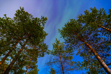 Colorful arctic polar night starry sky background of aurora borealis and Northern Lights in forest