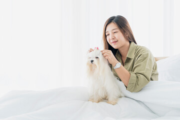Young woman ties the hair to a white-haired maltese dog. Baby Grooming for white dog.