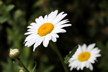 White daisy flowers in summer garden. Floral background with chamomiles, beauty of nature