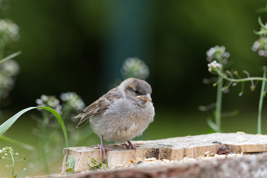 Jungvogel Hausspatz