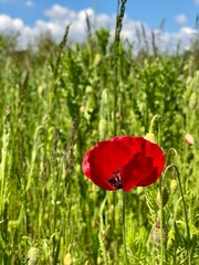 Poppy fields. Wild spring flowers between tall long green grass. A seasonal vivid red poppy bloom swaying in the wind on a sunny sunshine day. Blue sky and fluffy clouds on the horizon. Summer season