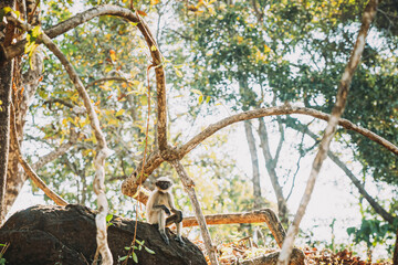 Goa, India. Funny Gray Langur Monkey With Closed Eyes Relax Sitting On Stone In Jungle Forest